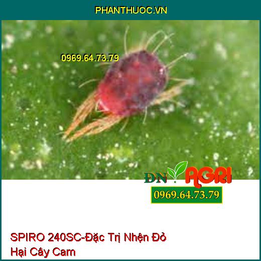 THUỐC TRỪ SÂU SPIRO 240SC NHỆN H97 - Đặc Trị Nhện Đỏ, Sạch Nhện, Hết Trứng Mạnh Và Kéo Dài