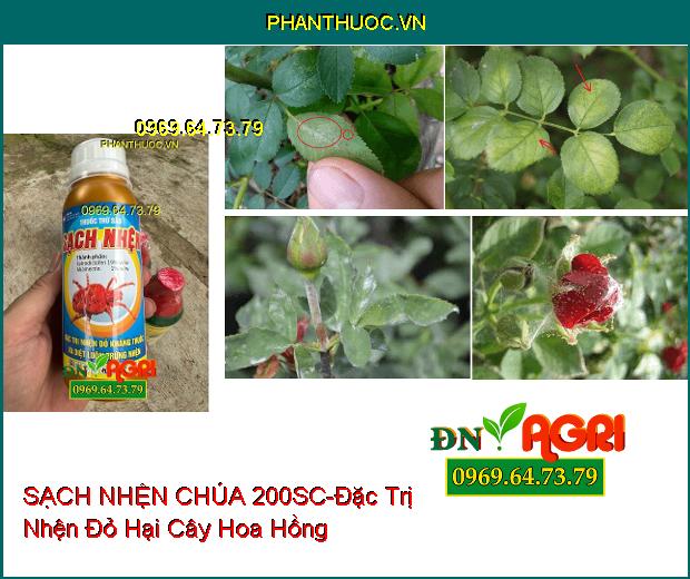 THUỐC TRỪ SÂU SẠCH NHỆN CHÚA 200SC - Đặc Trị Nhện Đỏ Kháng Thuốc Và Diệt Luôn Trứng Nhện