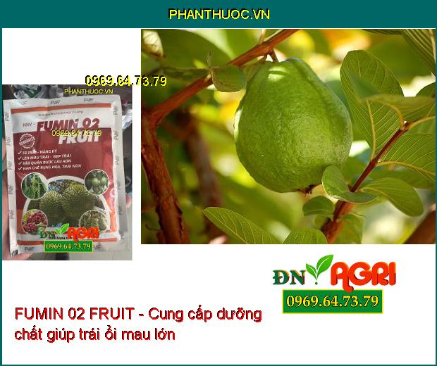 FUMIN 02 FRUIT - To Trái-Nặng Ký- Đẹp Trái- Hạn Chế Rụng Hoa, Trái Non