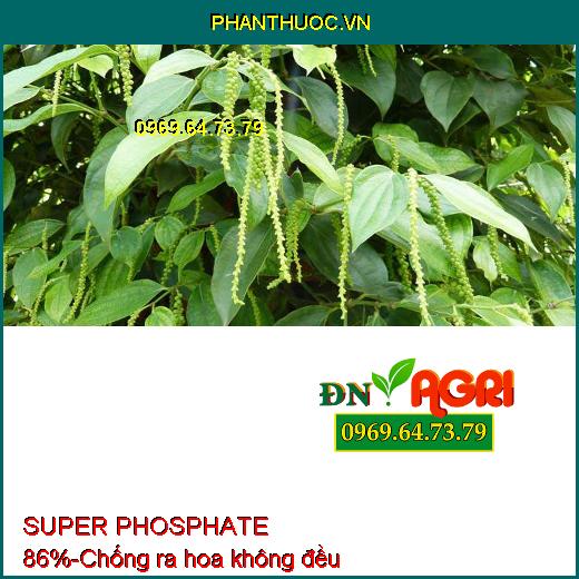 SUPER PHOSPHATE 86% - Chuyên Tạo Mầm Hoa Vụ Nghịch, Ức chế ngọn, Hạn Chế Đi Đọt