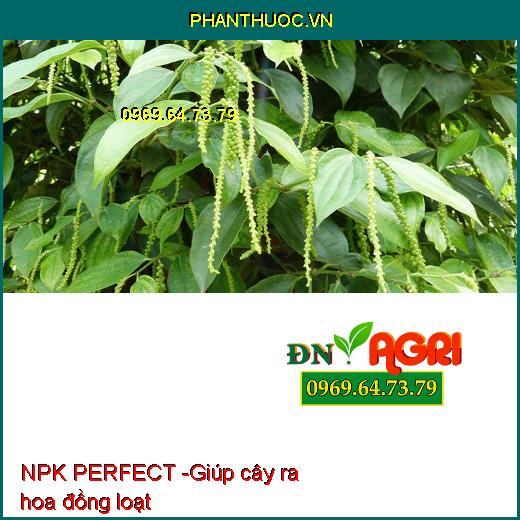 PHÂN NPK PERFECT SỮA RA HOA NÔNG VUI - Giúp Tạo Mầm, Hoa Ra Đồng Loạt, Rước Bông Dài Mập Mạnh, Ra Hoa Mạnh, Tượt Hoa Dài, Mập Khỏe