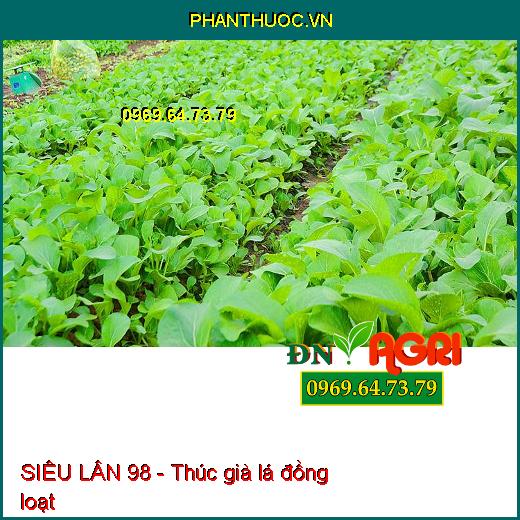 SIÊU LÂN 98- Giúp Tạo Mầm Hoa Cực Mạnh, Ra Hoa Đồng Loạt , Ra Hoa Trái Vụ