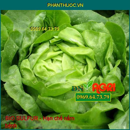 Phân Bón BIO SULFUR Hữu Cơ-Ngừa Phấn Trắng-Đuổi Côn Trùng-Mát Bông- Dưỡng Cây