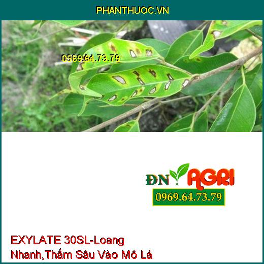 EXYLATE 30SL -Giúp Thuốc Loang Nhanh Trên Lá-Thấm Sâu Vào Mô Lá