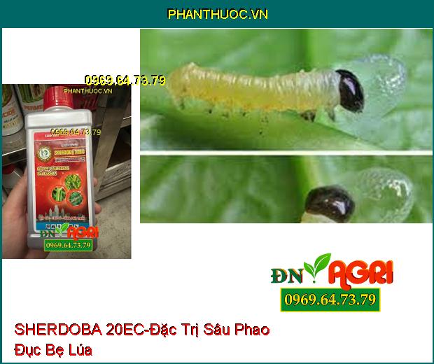 THUỐC TRỪ SÂU SHERDOBA 20EC - Đặc Trị Sâu Khoang, Sâu Cuốn Lá, Sâu Vẽ Bùa, Bọ Trĩ, Rầy Nâu, Sâu Phao Đục Bẹ