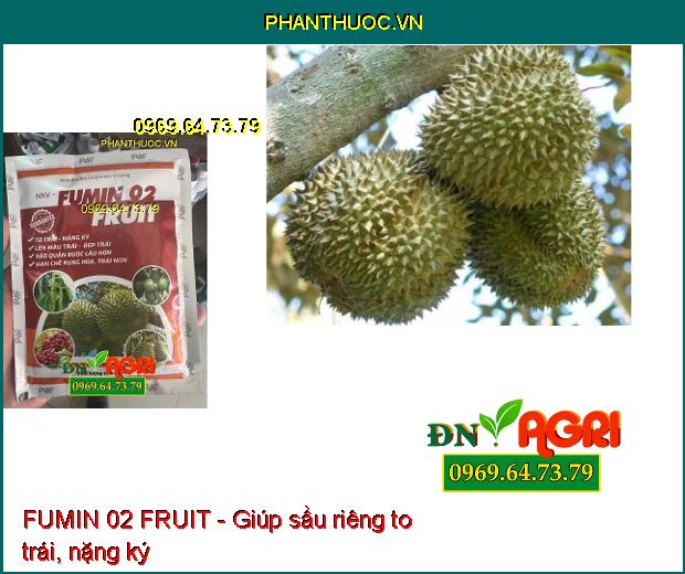 FUMIN 02 FRUIT - To Trái-Nặng Ký- Đẹp Trái- Hạn Chế Rụng Hoa, Trái Non