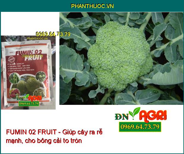 FUMIN 02 FRUIT - To Trái-Nặng Ký- Đẹp Trái- Hạn Chế Rụng Hoa, Trái Non