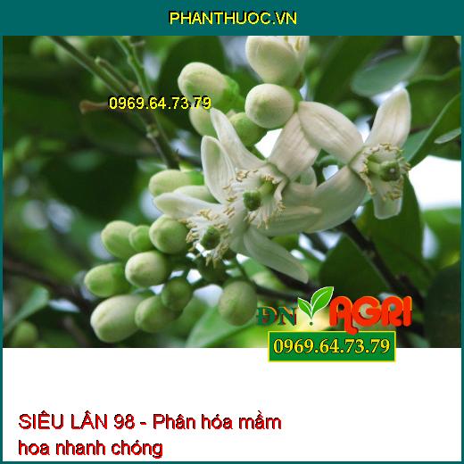 SIÊU LÂN 98- Giúp Tạo Mầm Hoa Cực Mạnh, Ra Hoa Đồng Loạt , Ra Hoa Trái Vụ