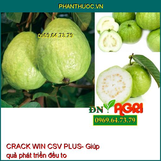 PHÂN BÓN LÁ TRUNG VI LƯỢNG CRACK WIN CSV PLUS- To Quả, Đẹp Màu, Tăng Năng Suất