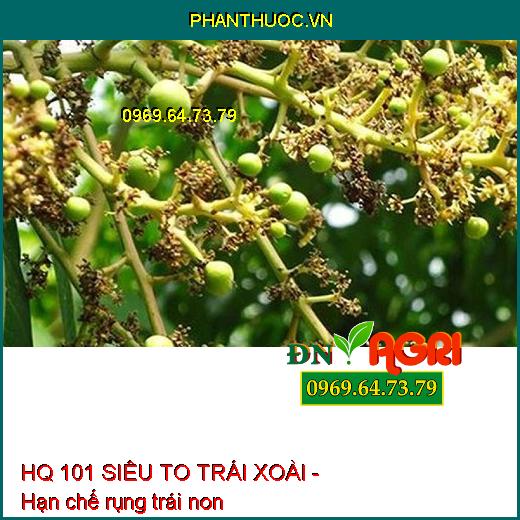 PHÂN BÓN LÁ HQ 101 SIÊU TO TRÁI XOÀI - TRÁI TO, SÁNG BÓNG, LÊN MÀU ĐẸP