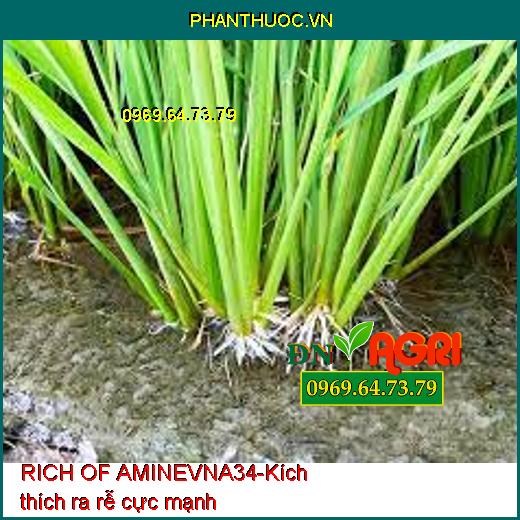 PHÂN BÓN RICH OF AMINEVNA34 - TĂNG TRƯỞNG, LỚN TRÁI, PHỤC HỒI CÂY