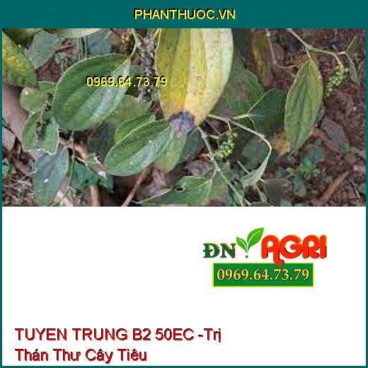 THUỐC TRỪ SÂU SINH HỌC TUYEN TRUNG B2 50EC - Đặc Trị Tuyến Trùng Sưng Rễ Thối Rễ, Vàng Lá Chết Cây