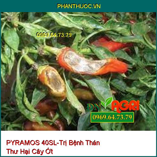 THUỐC TRỪ BỆNH PYRAMOS 40SL - Đặc Trị Các Loại Nấm Bệnh, Bạc Lá Trên Lúa