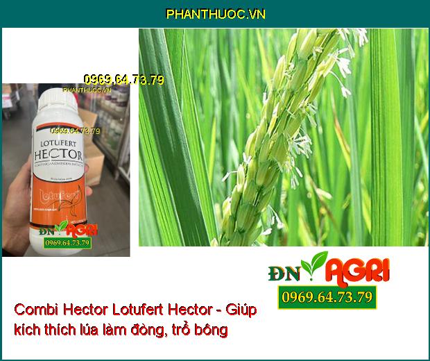 Combi Hector Lotufert Hector - Cây Phát Triển Toàn Diện - Phục Hồi Cây Sau Thu Hoạch 