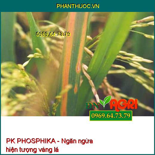 PHÂN BÓN HỖN HỢP PK PHOSPHIKA - Đặc Trị Nứt Thân, Xì Mủ, Đốm Lá, Vàng Lá