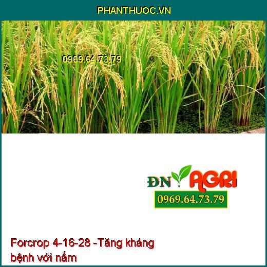 Forcrop 4-16-28 - Phân Bón Nhập Khẩu Cao Cấp - Giúp trái chín đều, đặc ruột, nặng ký, lên màu, đẹp trái