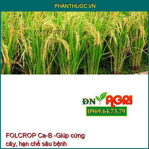 FOLCROP Ca-B - CHỐNG NỨT TRÁI, THỐI TRÁI, KHÁNG KHUẨN, KÍCH THÍCH RA HOA