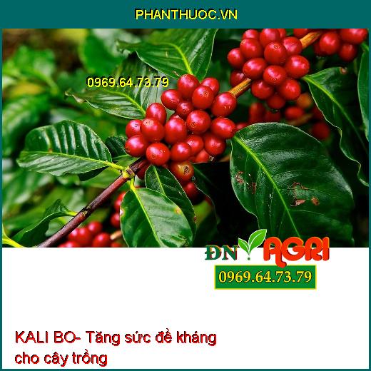 KALI BO- Cứng Cây, Chắc hạt, tăng Đậu Trái, Bóng Trái, Màu Đẹp, Nặng Ký