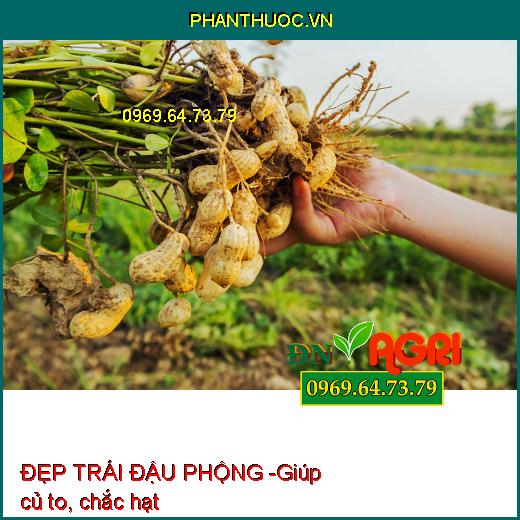 ĐẸP TRÁI ĐẬU PHỘNG 3 TRONG 1 - Siêu Ra Hoa, Đậu Quả, To Quả, Chắc Hạt, Nhiều Dầu