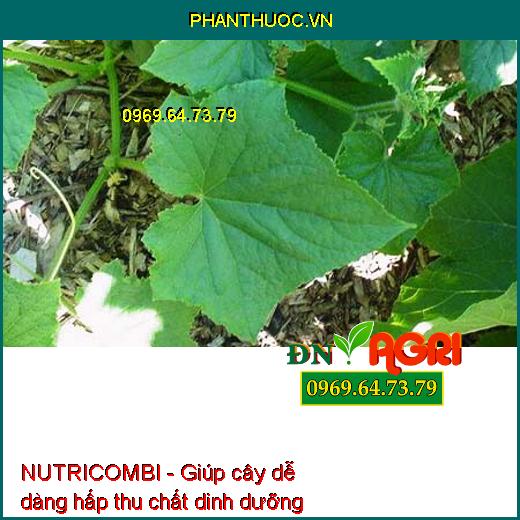 PHÂN BÓN VI LƯỢNG NUTRICOMBI - KÍCH THÍCH TĂNG ĐẬU TRÁI CÂY TRỒNG - TĂNG LƯỢNG HOA - CHẤT LƯỢNG CỦA TRÁI