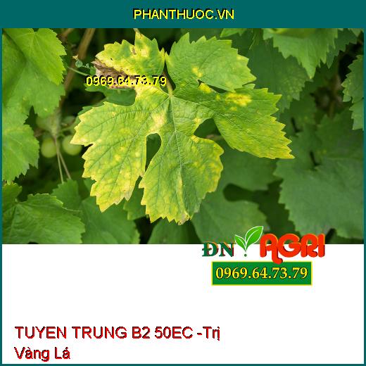 THUỐC TRỪ SÂU SINH HỌC TUYEN TRUNG B2 50EC - Đặc Trị Tuyến Trùng Sưng Rễ Thối Rễ, Vàng Lá Chết Cây