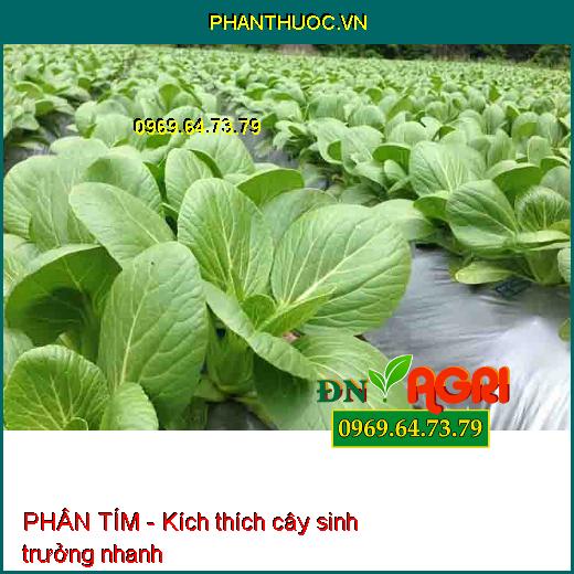 PHÂN TÍM- Kích Thích Cây Sinh Trưởng Nhanh, Búng Đọt Mạnh, Ra Rễ Nhiều Phì Trái Cực Mạnh