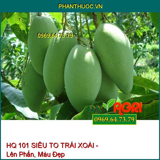 PHÂN BÓN LÁ HQ 101 SIÊU TO TRÁI XOÀI - TRÁI TO, SÁNG BÓNG, LÊN MÀU ĐẸP