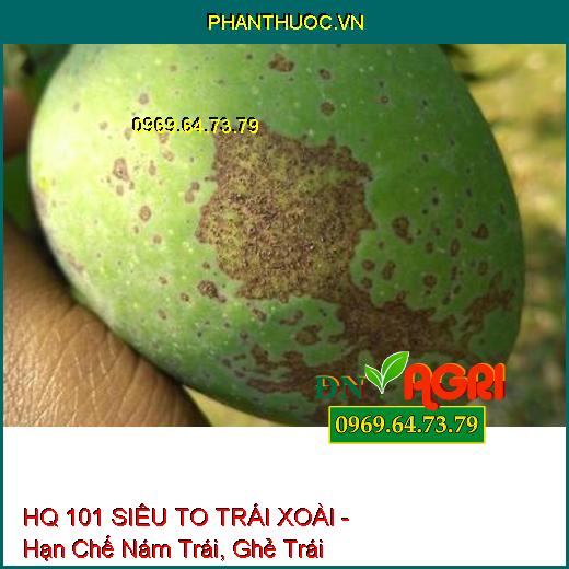 PHÂN BÓN LÁ HQ 101 SIÊU TO TRÁI XOÀI - TRÁI TO, SÁNG BÓNG, LÊN MÀU ĐẸP