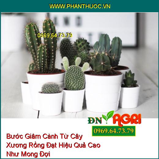 Bước Giâm Cành Từ Cây Xương Rồng Đạt Hiệu Quả Cao Như Mong Đợi