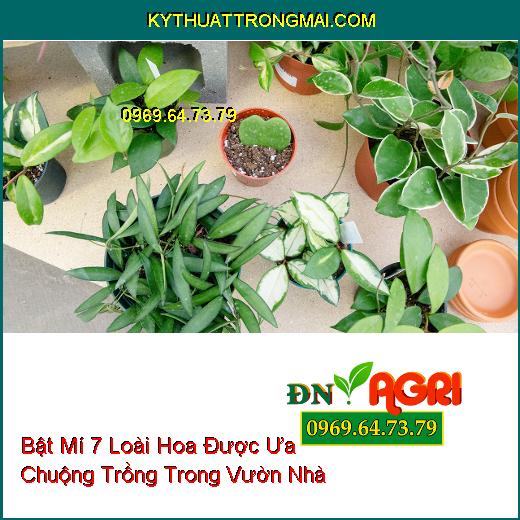 hoa trồng trong vườn nhà