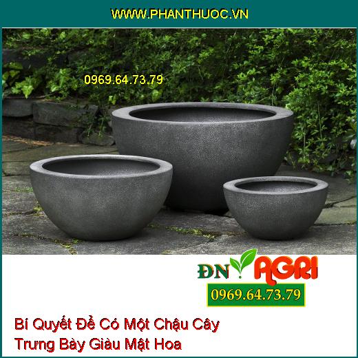 Bí Quyết Để Có Một Chậu Cây Trưng Bày Giàu Mật Hoa