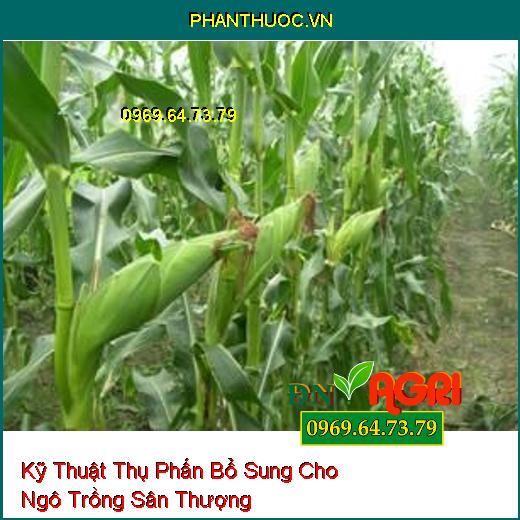 Kỹ Thuật Thụ Phấn Bổ Sung Cho Ngô Trồng Sân Thượng