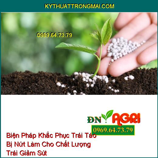 Biện Pháp Khắc Phục Trái Táo Bị Nứt Làm Cho Chất Lượng Trái Giảm Sút