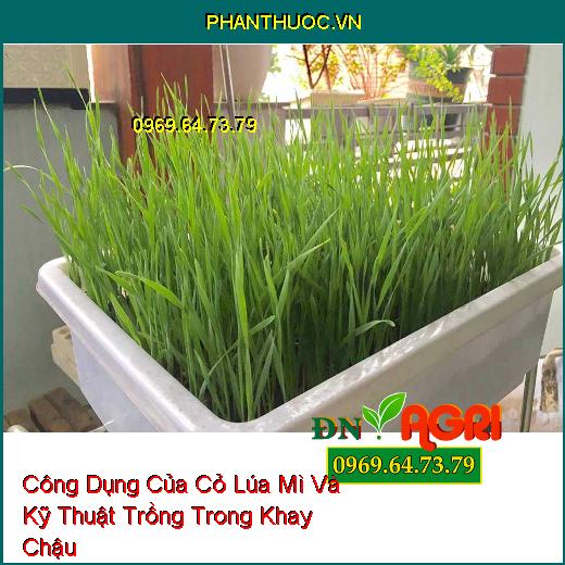 Công Dụng Của Cỏ Lúa Mì Và Kỹ Thuật Trồng Trong Khay Chậu