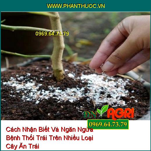 Cách Nhận Biết Và Ngăn Ngừa Bệnh Thối Trái Trên Nhiều Loại Cây Ăn Trái