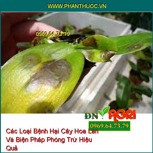 Các Loại Bệnh Hại Cây Hoa Lan Và Biện Pháp Phòng Trừ Hiệu Quả