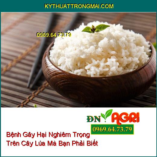 Bệnh Gây Hại Nghiêm Trọng Trên Cây Lúa Mà Bạn Phải Biết