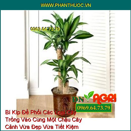 Bí Kíp Để Phối Các Loại Cây Trồng Vào Cùng Một Chậu Cây Cảnh Vừa Đẹp Vừa Tiết Kiệm Không Gian