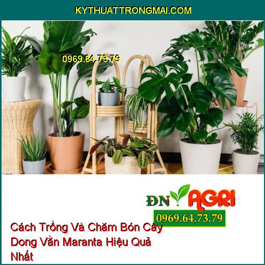 Cách Trồng Và Chăm Bón Cây Dong Vằn Maranta Hiệu Quả Nhất