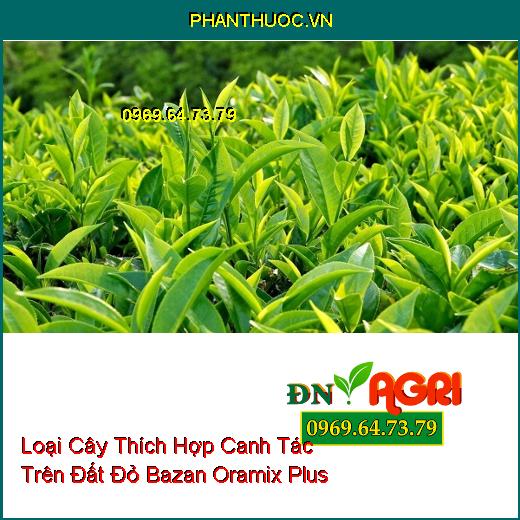 10 Loại Cây Thích Hợp Canh Tác Trên Đất Đỏ Bazan Oramix Plus