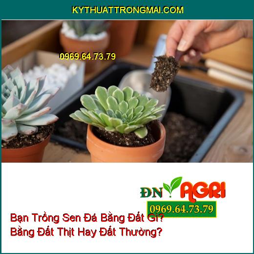 Bạn Trồng Sen Đá Bằng Đất Gì? Bằng Đất Thịt Hay Đất Thường?