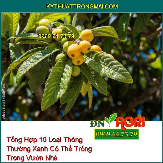 Tổng Hợp 10 Loại Thông Thường Xanh Có Thể Trồng Trong Vườn Nhà