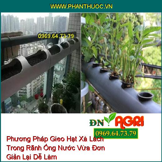 Phương Pháp Gieo Hạt Xà Lách Trong Rãnh Ống Nước Vừa Đơn Giản Lại Dễ Làm