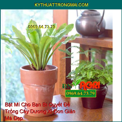 Hiện nay, việc trồng cây dương xỉ trong nhà đang trở thành một xu hướng hot do khả năng khử độc và giảm ô nhiễm nhanh chóng của loại cây này.