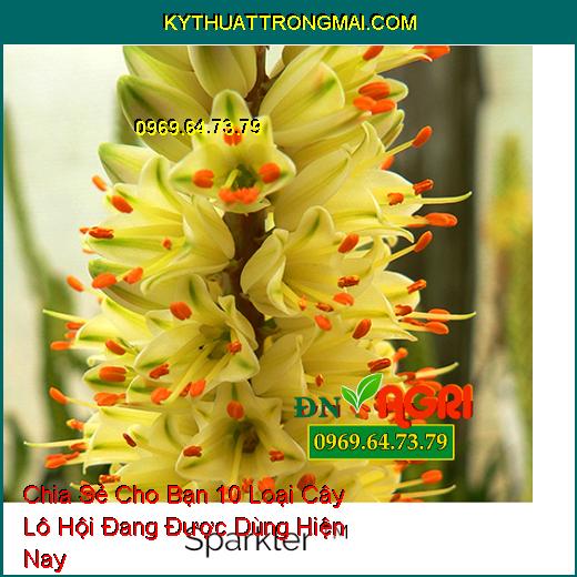 Chia Sẻ Cho Bạn 10 Loại Cây Lô Hội Đang Được Dùng Hiện Nay