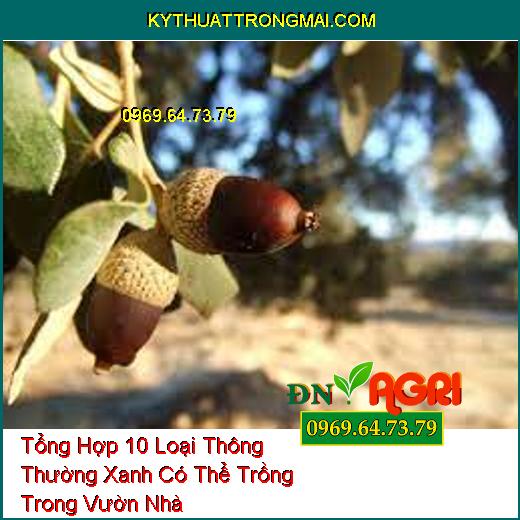 Tổng Hợp 10 Loại Thông Thường Xanh Có Thể Trồng Trong Vườn Nhà