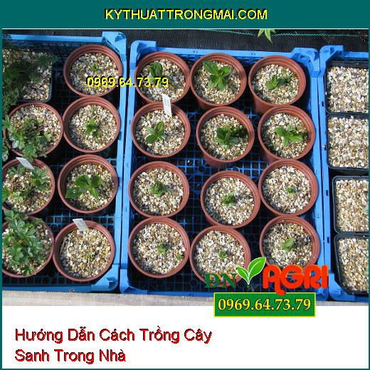 Hướng Dẫn Cách Trồng Cây Sanh Trong Nhà Tạo Nên Không Gian Sống Xanh Mát