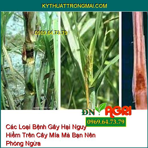 Các Loại Bệnh Gây Hại Nguy Hiểm Trên Cây Mía Mà Bạn Nên Phòng Ngừa