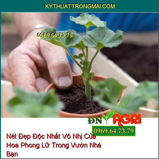 Nét Đẹp Độc Nhất Vô Nhị Của Hoa Phong Lữ Trong Vườn Nhà Bạn