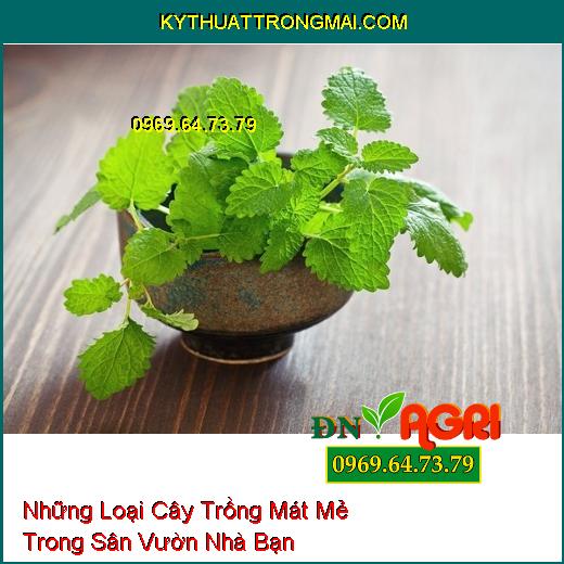 Những Loại Cây Trồng Mát Mẻ Trong Sân Vườn Nhà Bạn